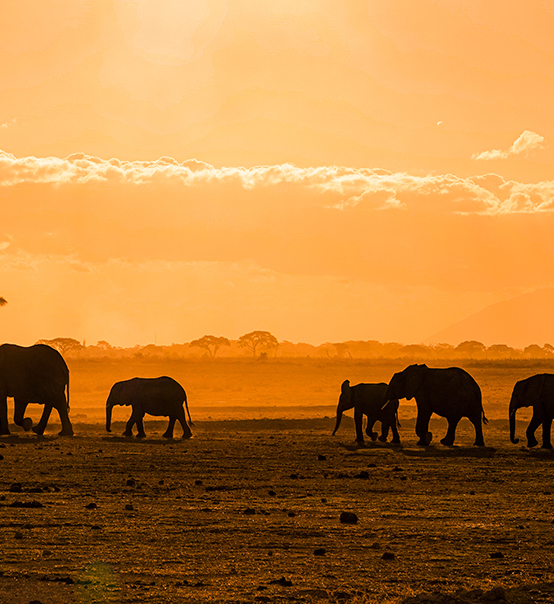 虎力全開，疫情兇猛他去非洲做了什么？